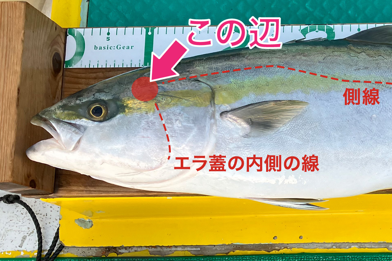 魚の血抜き方法 完全ガイド。エラを切る場所を押さえて鮮度をキープ
