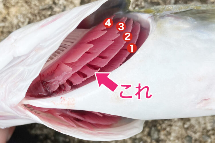 血抜きする際に切る２番目のエラ